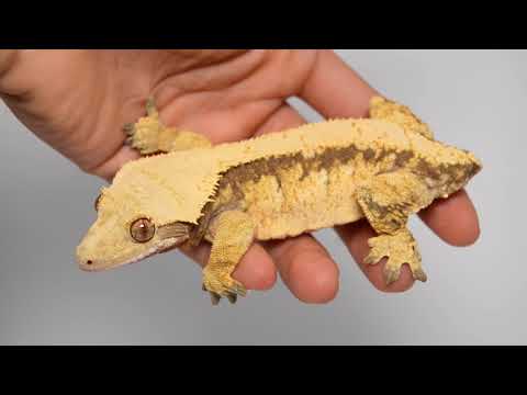 YouTube reptile video