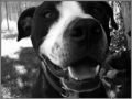 Silent Night: A Pit Bull Story