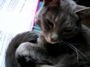 Let Sleeping Cats Lie