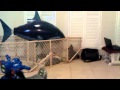 Attack of the Shark balloon on Oreo