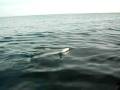 videos de Lemon Shark Caught on Kayak