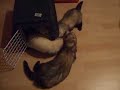 Kleine Rauferei unter Freunden
