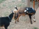 Mr.P and the Roughhousing Goats Mr.P and the Roughhousing Goats