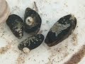 blue mussel timelapse for 6 hrs