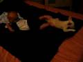 videos de Tuffy plays with Nathaniel