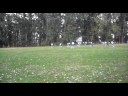 IGRIS - LEGIUNEA - VIDEO 01
