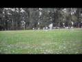 IGRIS - LEGIUNEA - VIDEO 01