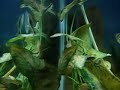 Oto fish... Otocinclus catfish video