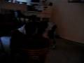videos de Dogbook Movie: Buddy Playing