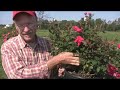 Tips on Planting Roses by Bill Radler, Breeder of \"Knock Out Rose\" Tips on Planting Roses by Bill Radler, Breeder of \"Knock Out Rose\"