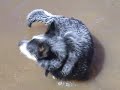 red cattle dog having a surf red cattle dog having a surf