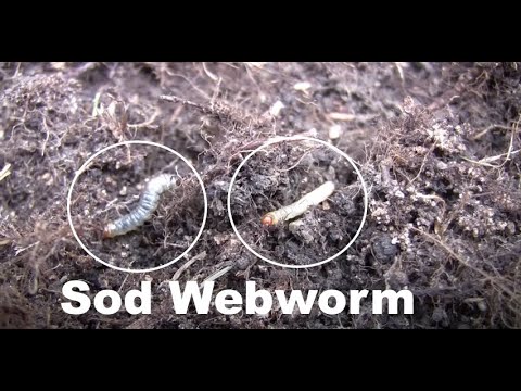 LawnCareMidwest - Sod webworm can be a problem in lawns throughout the country - in this video I show you how to identify the lawn moths (adults) and larvae (caterpillars) as ...