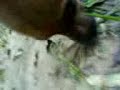 cau� cava 2