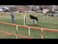 Tessa learns a lesson in agility