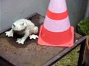 paris-territory-the-barabashka-frog.html