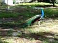 Peacock Call