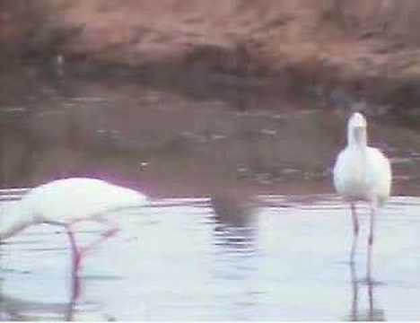 African Spoonbill at Pete's Pond ...