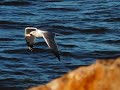 Ludovico Einaudi Le Onde The Waves