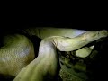 Motley Boa Constrictor breeding an Albino  female