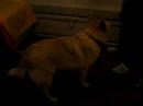 Pyry does his tricks