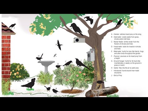 <p>Birdlife Australia’s Urban Bird Conservation Action Plan</p>
 video thumbnail