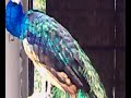 Beautiful Peafowl . Lahore zoo