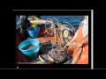 The future of fishing