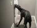 Great Dane