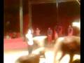 Circus Cirque سيرك 6