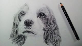 Drawing a Dog (Puppy) - Time Lapse