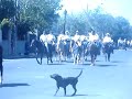 Cabalgata 2007