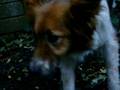 Astro In the Yard