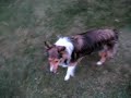 My fun dogs - Golden Retriver & Sheltie My fun dogs - Golden Retriver & Sheltie
