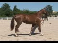 Rivera- 07 Rheinlander Filly For Sale