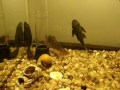 AQUA JONEScasting:LAGOSTAOSCAR FISHCASCUDOSLAMPREASCARGOTmusica:CAVALO MARIMBABAU DO PANDEIROaquario:50 LTSagradecimentoOMAR tenebrios cultivationGOMÃO biology PESY chupetationRayner, porque Pesy?www.bandalittlepark.cjb.net 