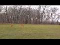 videos de Max - Mastiff & Boxer (X) / Boot Camp Graduate