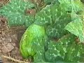 Apiculture-????? ????? ?? ???? ?????
