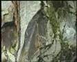 Guarda video