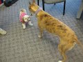 Greyhound vs Shih Tzu