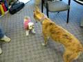 Greyhound vs Shih Tzu