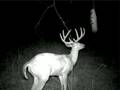 Big Buck and Bag R Buck