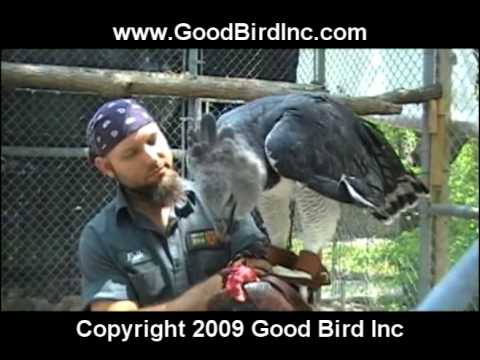how to train eagle