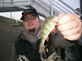 team94 - peche des carnassiers aux leurres - en - no kill