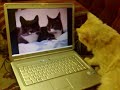 The two talking cats:my cat seems to be very intrested!