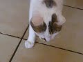 Mon chat se prend pour un chien... Mon chat se prend pour un chien...