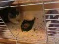 Emy and Cliffy in the hutch 2 Emy and Cliffy in the hutch 2