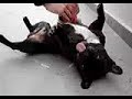 How To Groom A French Bulldog