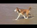 Beach Fun with the Dogs