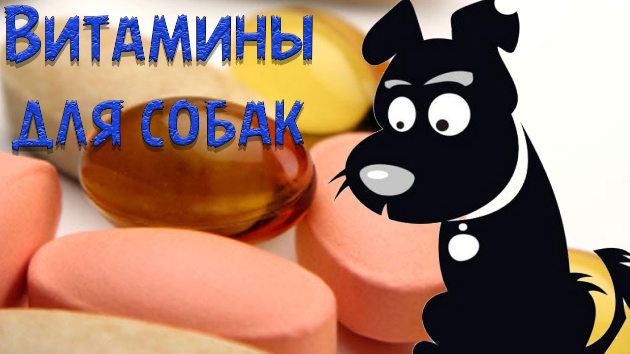 Витамины для собак