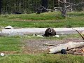 Splashy Cold Bear part 1